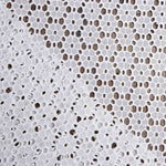 Natural White Swiss Embroidery Daisy - Ribes y Casals