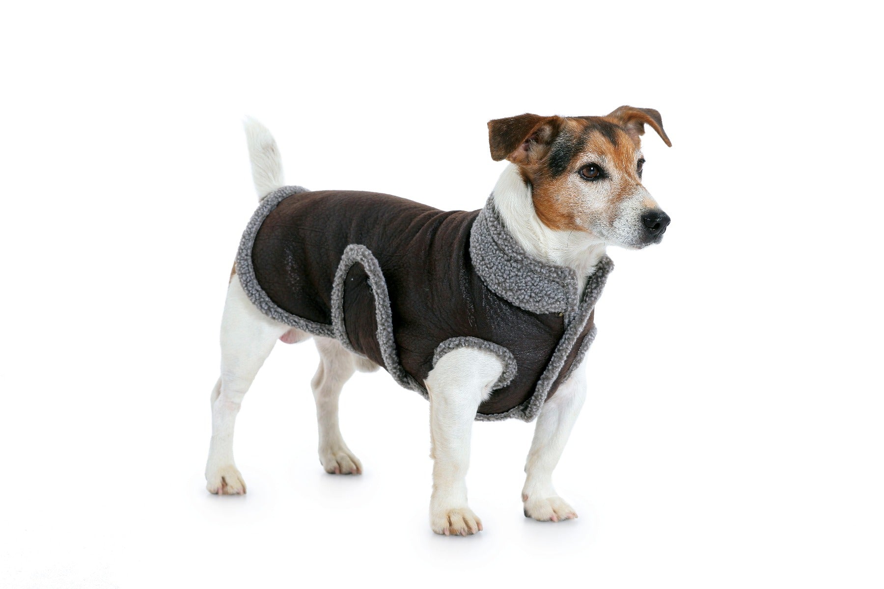 Burda Sewing Pattern 7752 Dog Coat - Ribes y Casals