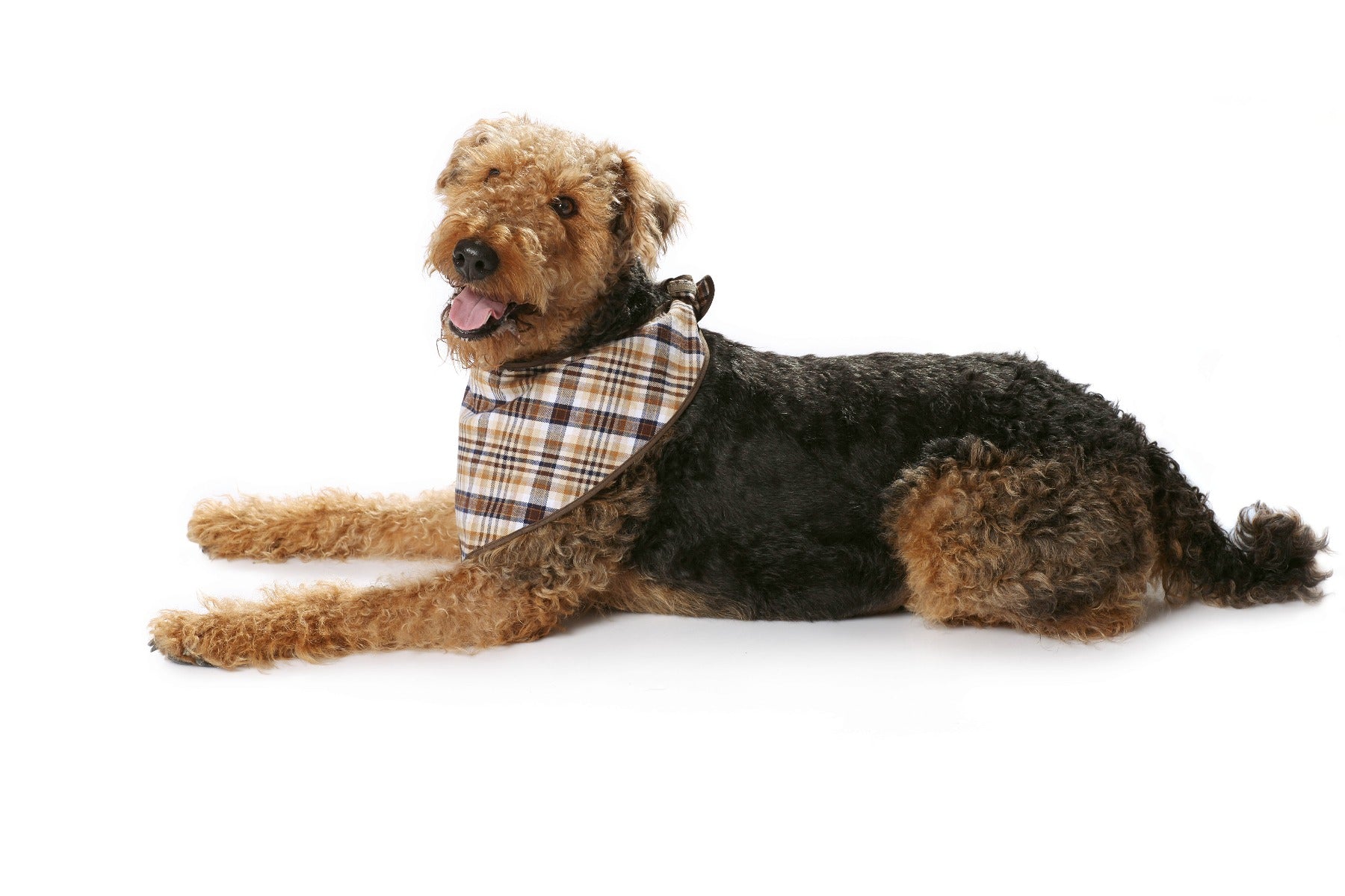 Burda Sewing Pattern 7752 Dog Coat - Ribes y Casals