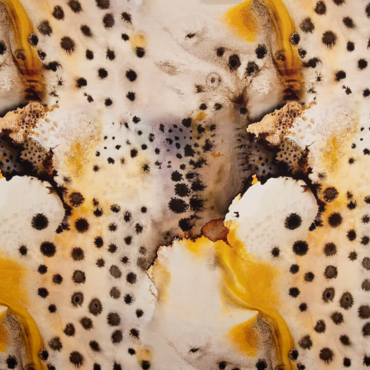 Printed Satin Oysters - Ribes y Casals