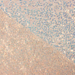 Salmon-coloured sequin tulle - Ribes y Casals