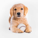 Little Cushion Golden Dog - Ribes y Casals