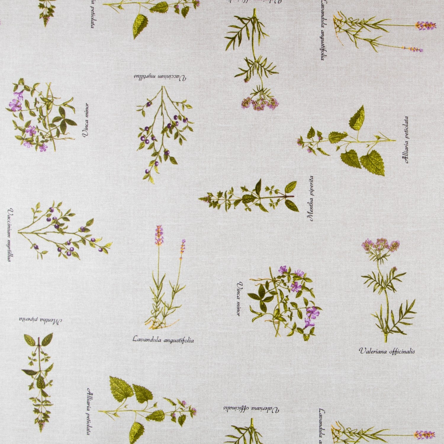 Anti-Stain TableclothÿPlants Herbarium - Ribes y Casals