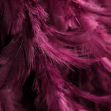 Fuchsia Fabric with Feathers - Ribes y Casals